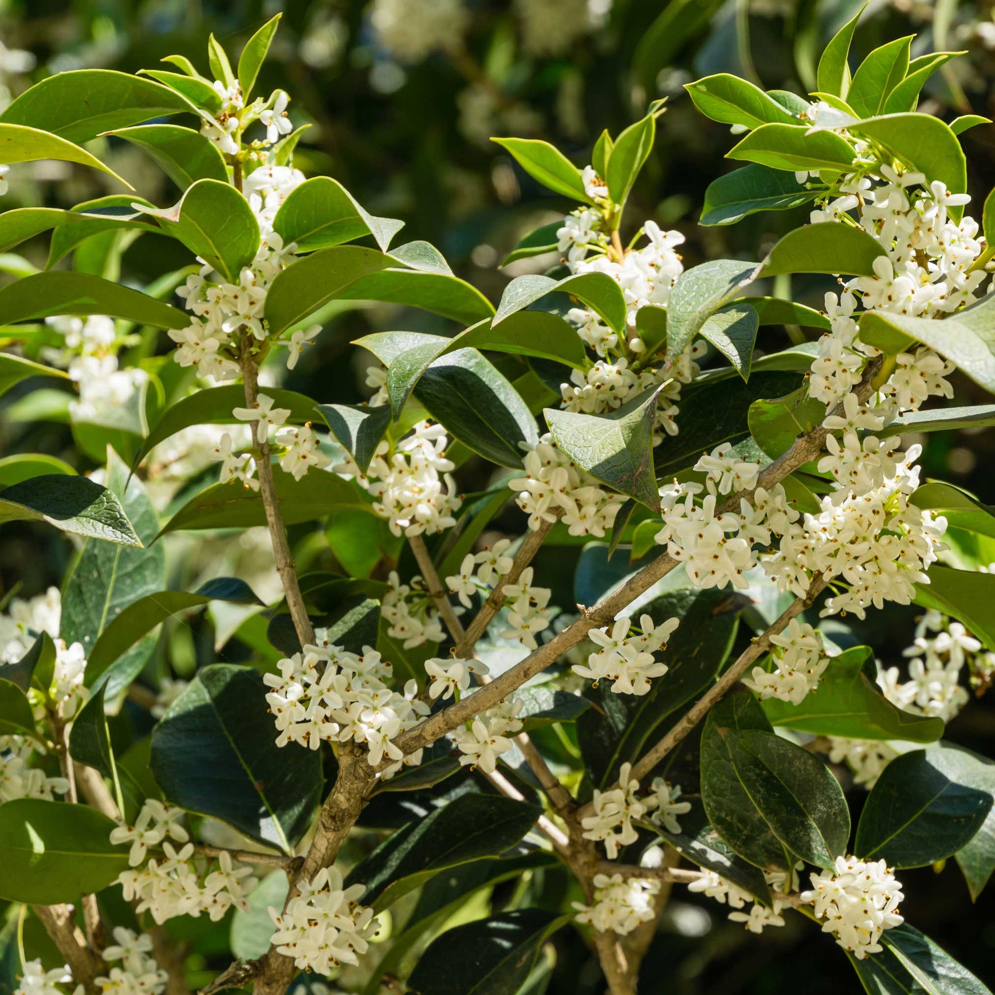 Fragrant Tea Olive Tree plant with green leaves and white bloom clusters by Live Good Logistics on Tampa Home & Garden Store
