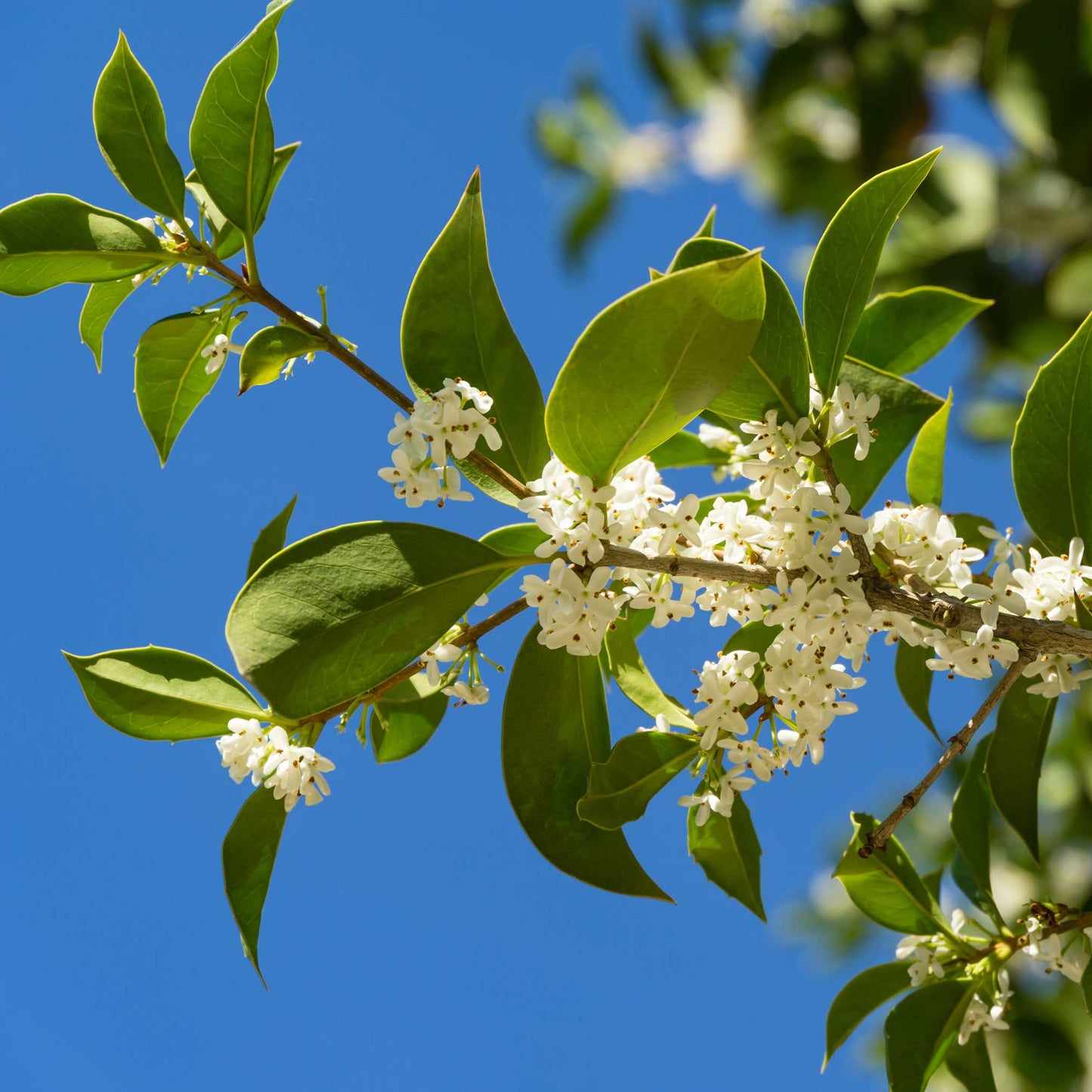 Fragrant Tea Olive Tree branch with glossy green leaves and white blossoms against blue sky on Tampa Home & Garden Store