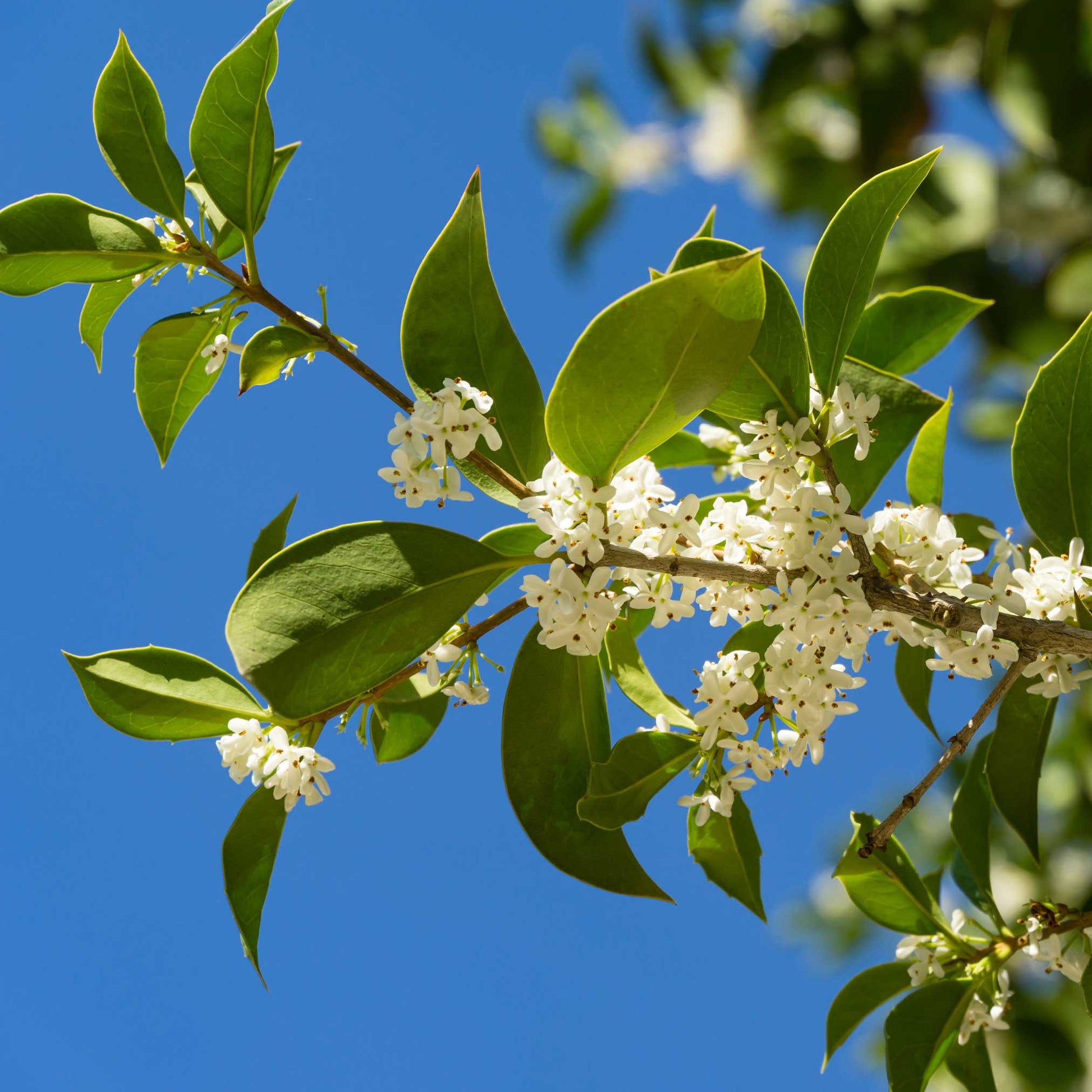 Fragrant Tea Olive Tree branch with glossy green leaves and white blossoms against blue sky on Tampa Home & Garden Store