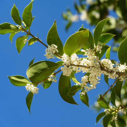 Fragrant Tea Olive Tree branch with glossy green leaves and white blossoms against blue sky on Tampa Home & Garden Store