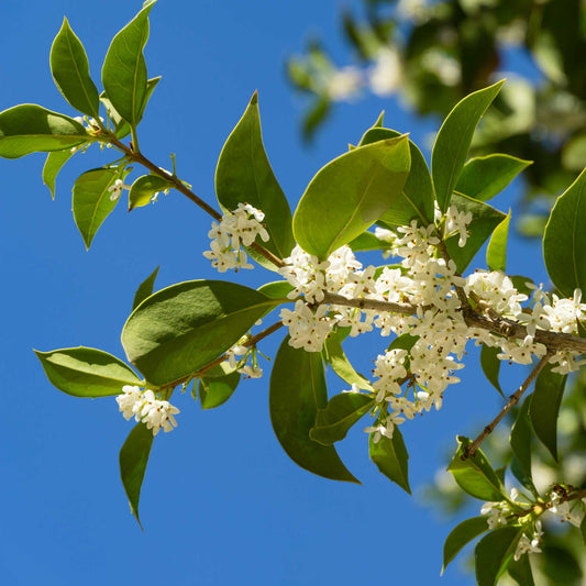 Fragrant Tea Olive Tree branch with glossy green leaves and white blossoms against blue sky on Tampa Home & Garden Store