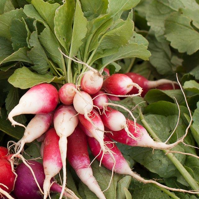 French Breakfast Radish Seeds (Organic) - Tampa Home & Garden Store
