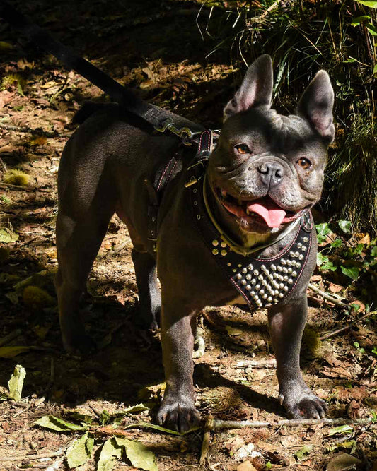 ''Frenchie'' studded leather harness Small to Medium Size - Tampa Home & Garden Store