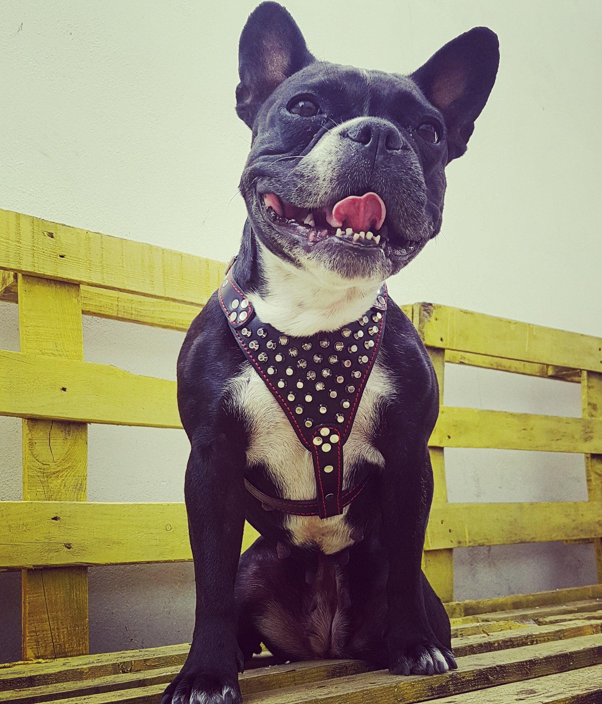 ''Frenchie'' studded leather harness Small to Medium Size - Tampa Home & Garden Store