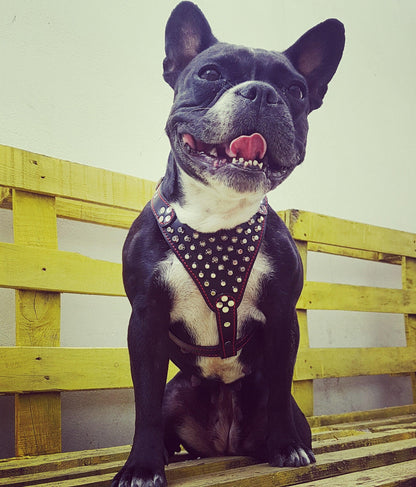 ''Frenchie'' studded leather harness Small to Medium Size - Tampa Home & Garden Store