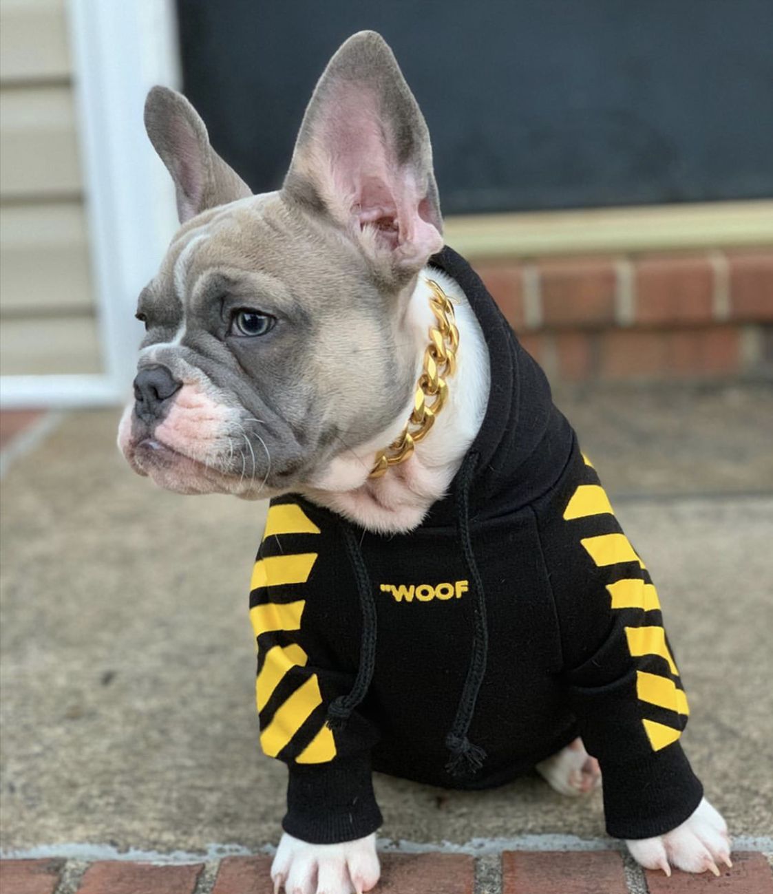 Fresh Pawz Woof Dog Hoodie - Tampa Home & Garden Store