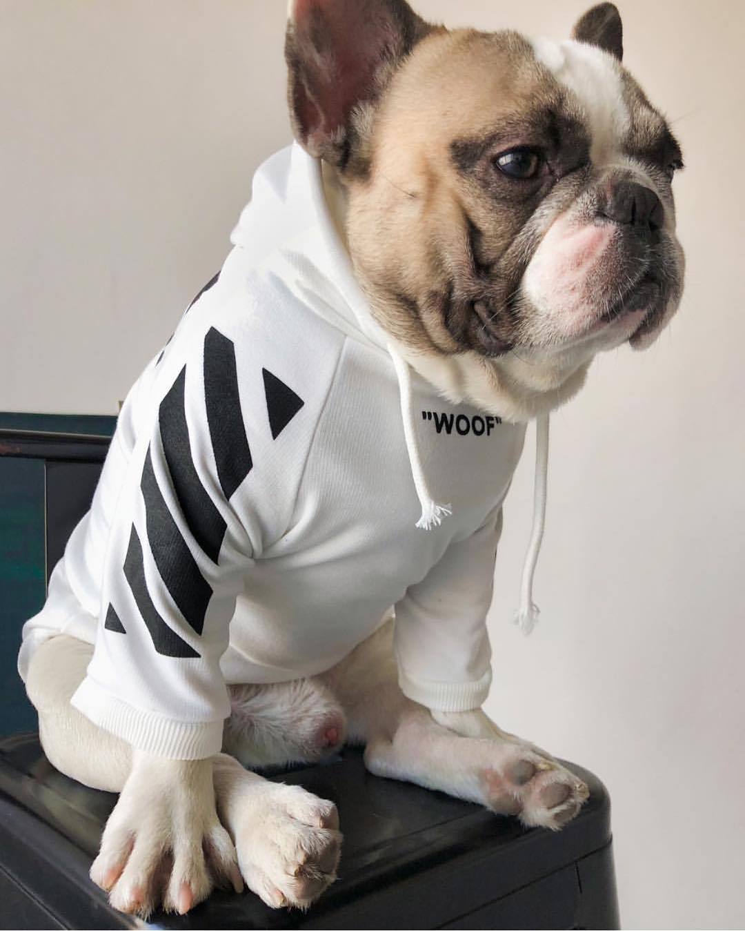 Fresh Pawz Woof Dog Hoodie - Tampa Home & Garden Store