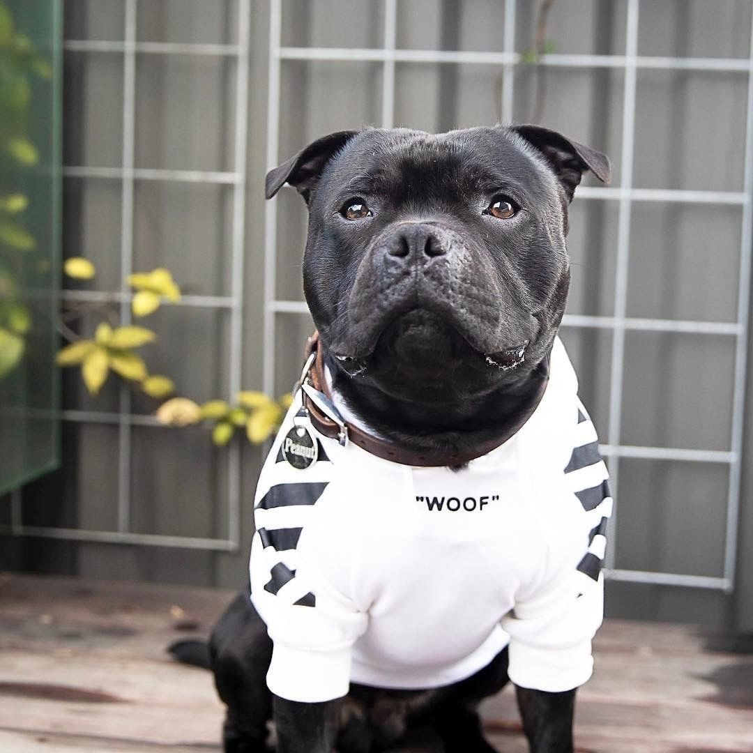 Fresh Pawz Woof Dog Hoodie - Tampa Home & Garden Store