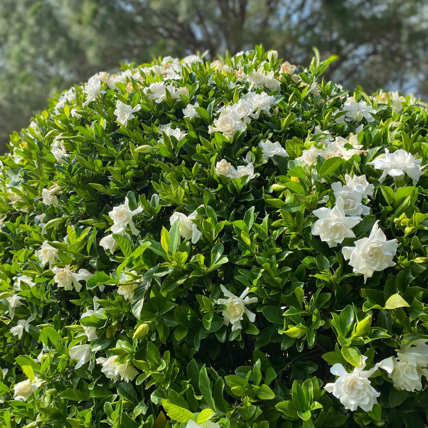 Frost Proof Gardenia plant with white blooms and green leaves Live Good Logistics on Tampa Home & Garden Store