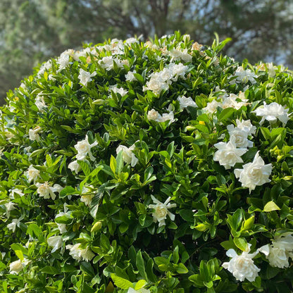 Frost Proof Gardenia plant with white blooms and green leaves Live Good Logistics on Tampa Home & Garden Store