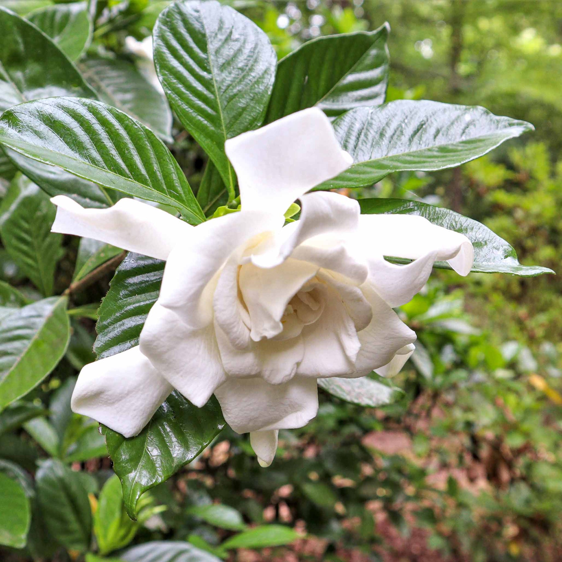 Frost Proof Gardenia plant with glossy dark green leaves and white bloom by Live Good Logistics on Tampa Home & Garden Store