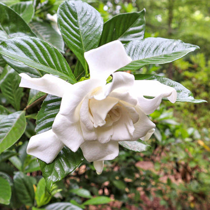 Frost Proof Gardenia plant with glossy dark green leaves and white bloom by Live Good Logistics on Tampa Home & Garden Store