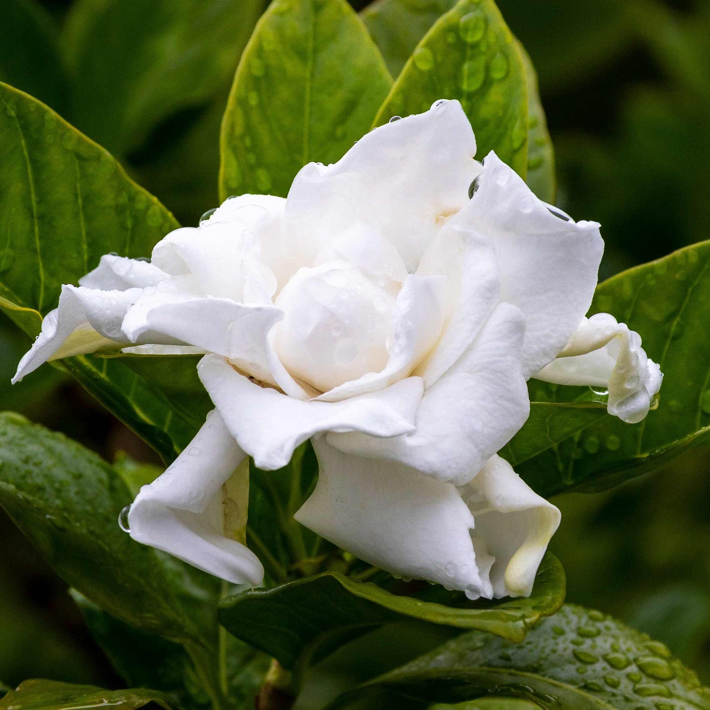 Frost Proof Gardenia plant white blooms with glossy leaves Live Good Logistics on Tampa Home & Garden Store