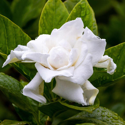Frost Proof Gardenia plant white blooms with glossy leaves Live Good Logistics on Tampa Home & Garden Store