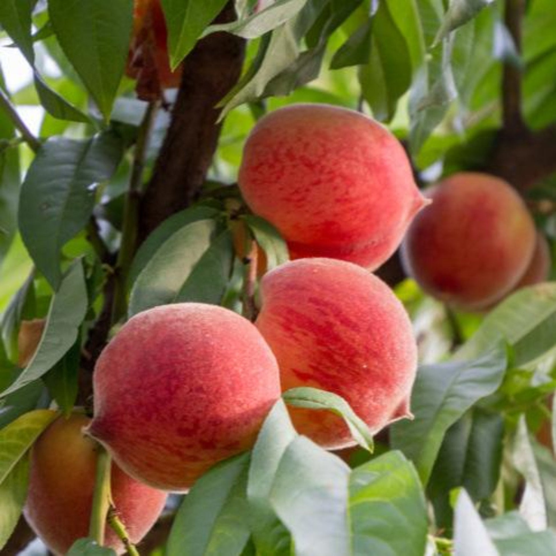 Frost Peach Tree plant with ripe pink-red peaches among green leaves on Tampa Home & Garden Store