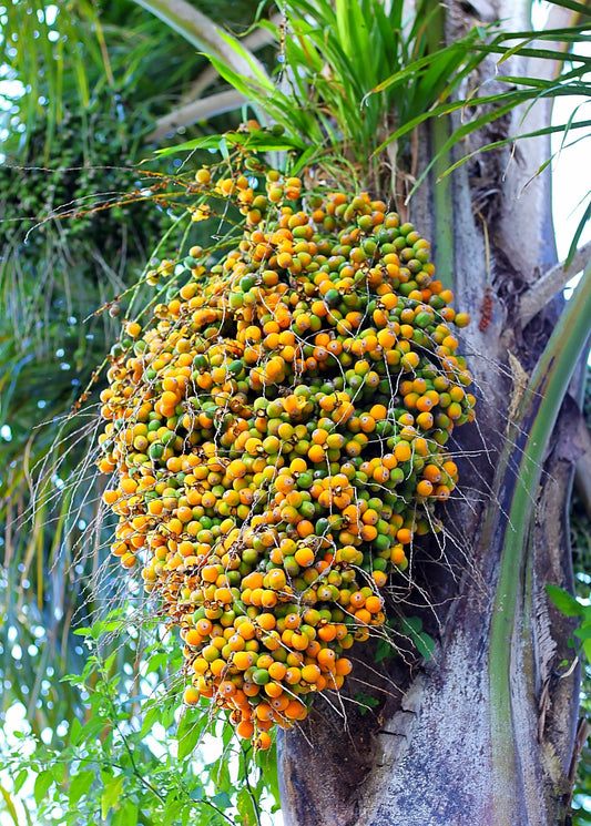 Jelly Palm Tree (Butia capitata)