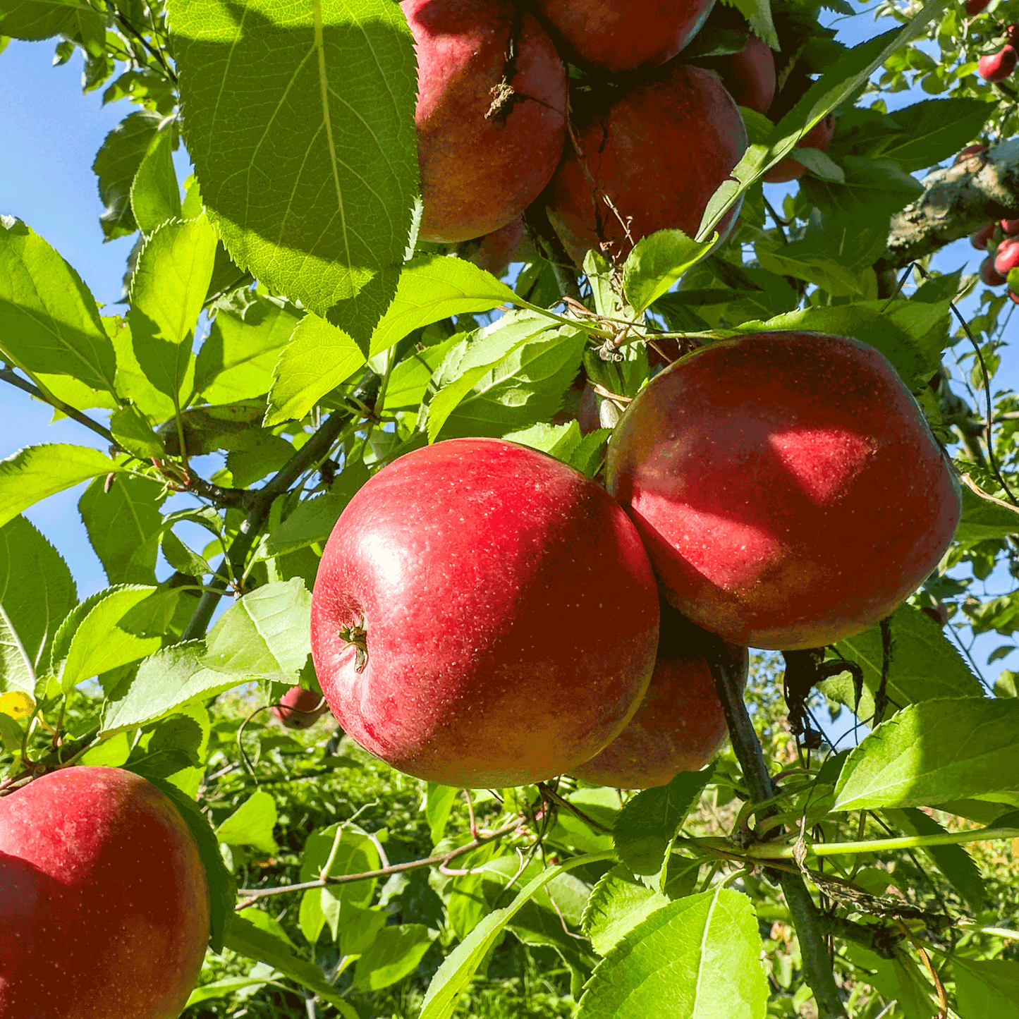 Fuji Apple Tree with ripe red apples and bright green leaves under blue sky on Tampa Home & Garden Store