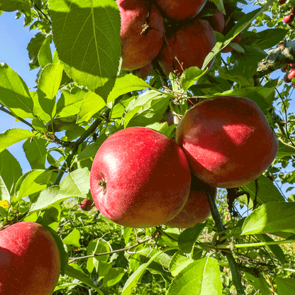 Fuji Apple Tree with ripe red apples and bright green leaves under blue sky on Tampa Home & Garden Store