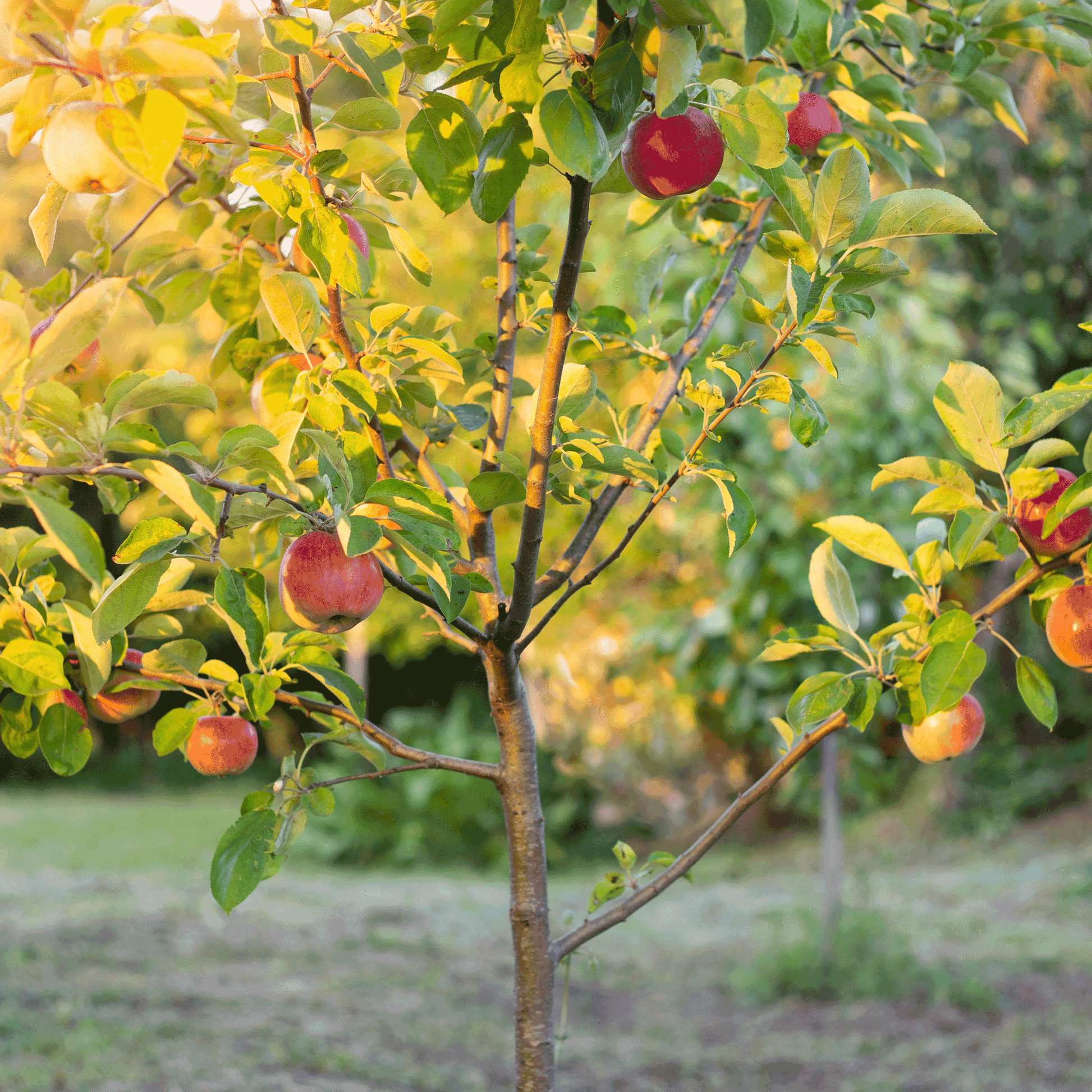 Fuji Apple Tree plant with red apples on leafy branches in a sunlit orchard on Tampa Home & Garden Store