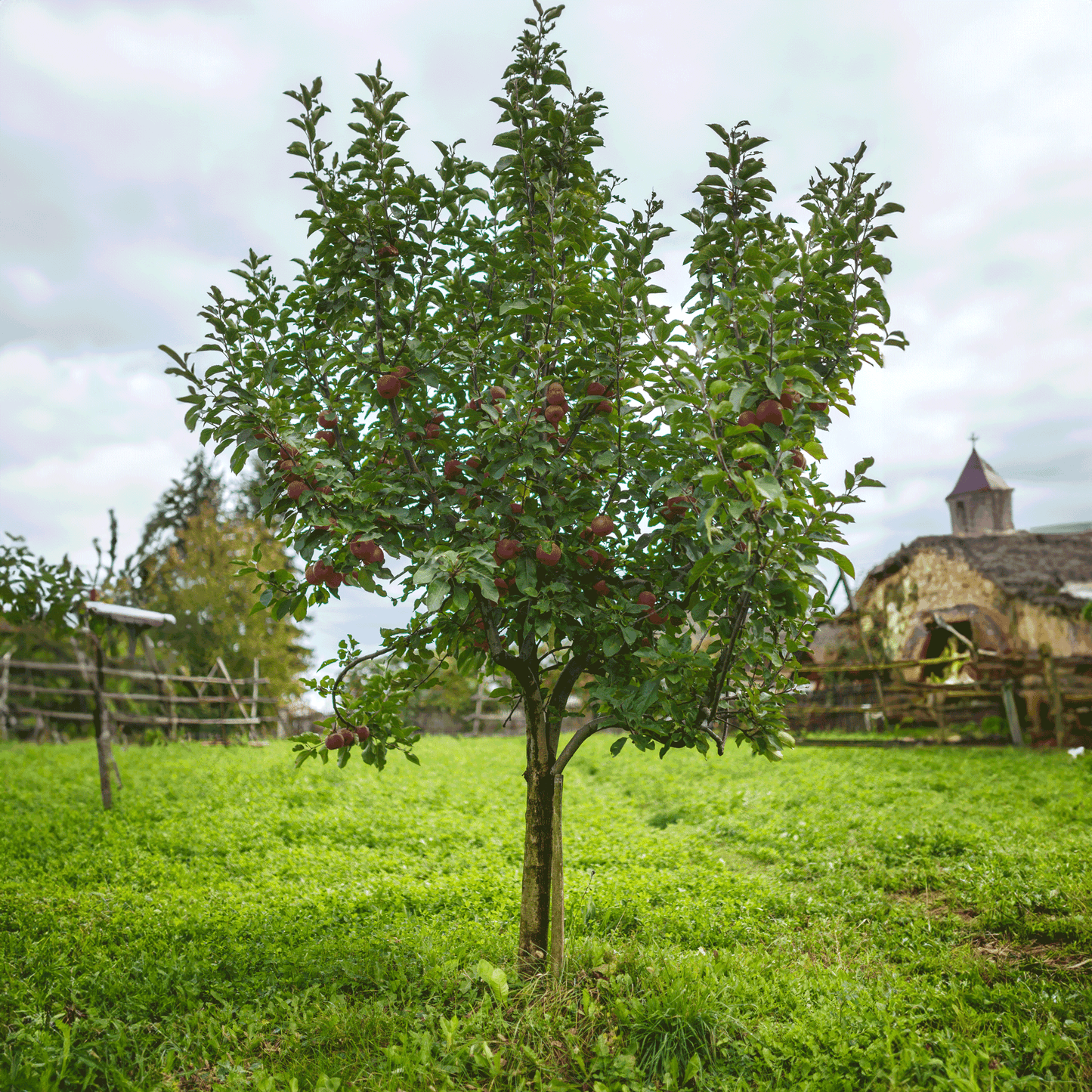 Fuji Apple Tree by Live Good Logistics, compact plant with red apples and green leaves on Tampa Home & Garden Store