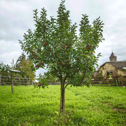 Fuji Apple Tree by Live Good Logistics, compact plant with red apples and green leaves on Tampa Home & Garden Store