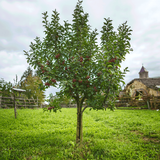 Fuji Apple Tree by Live Good Logistics, compact plant with red apples and green leaves on Tampa Home & Garden Store