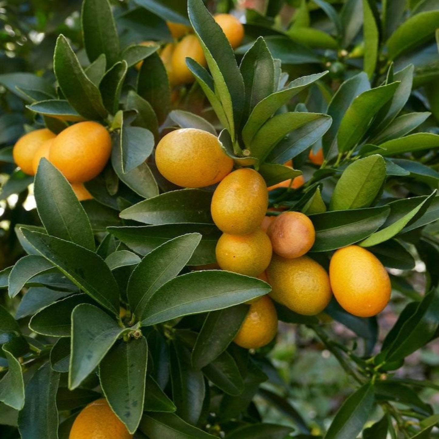 Fukushu kumquat tree plant with orange fruit on green leaves by Live Good Logistics on Tampa Home & Garden Store