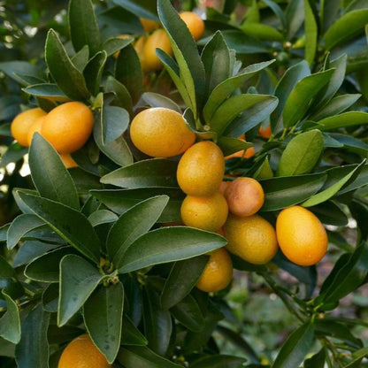 Fukushu kumquat tree plant with orange fruit on green leaves by Live Good Logistics on Tampa Home & Garden Store
