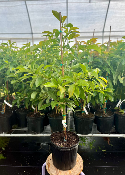 Avocado Tree 'Lula' (Persia americana)