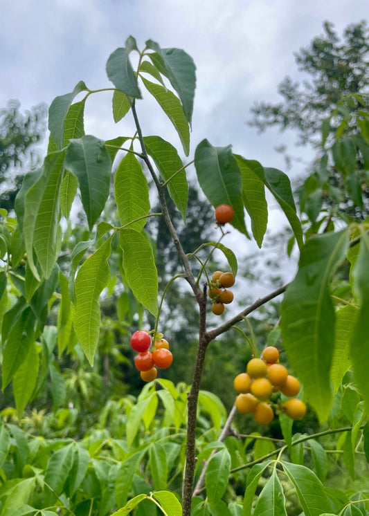 Chal Chal tropical fruit tree with green elliptical leaves and clusters of yellow to red berries on slender branches on Tampa Home & Garden Store