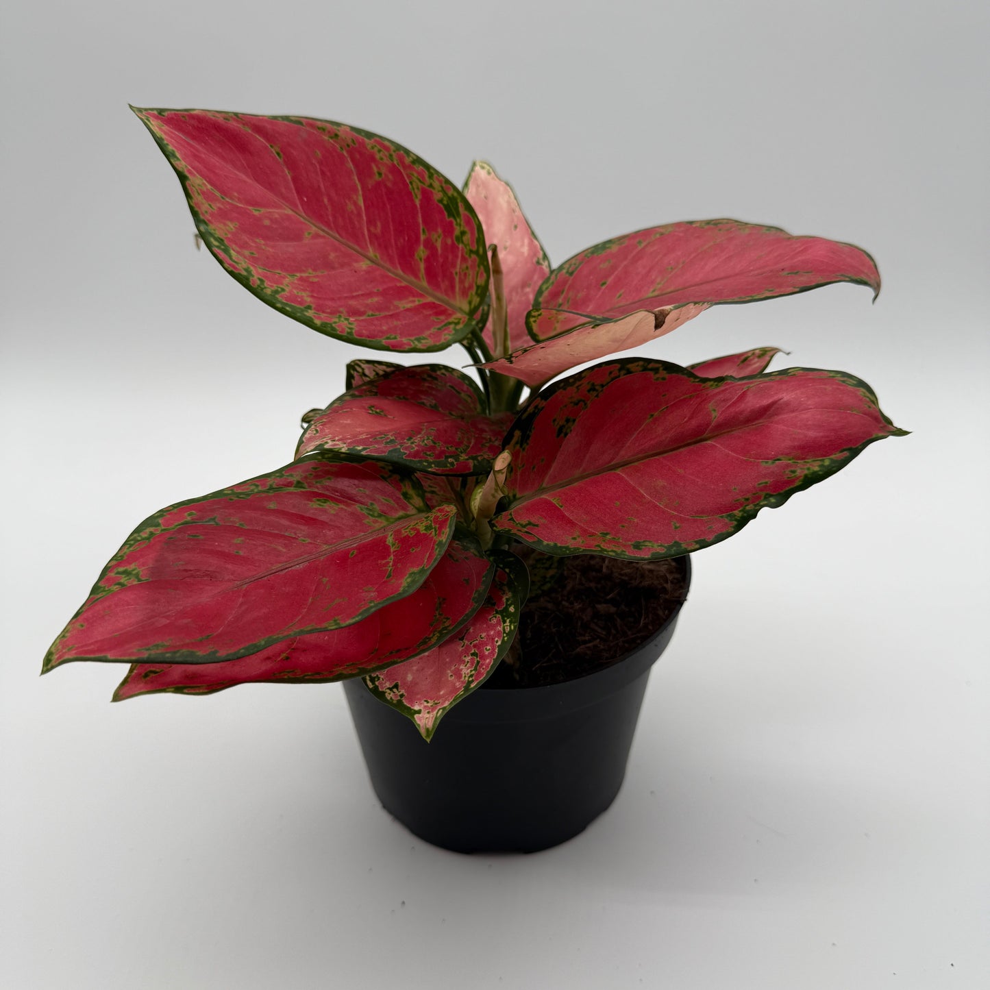 Aglaonema Rouge Zircone