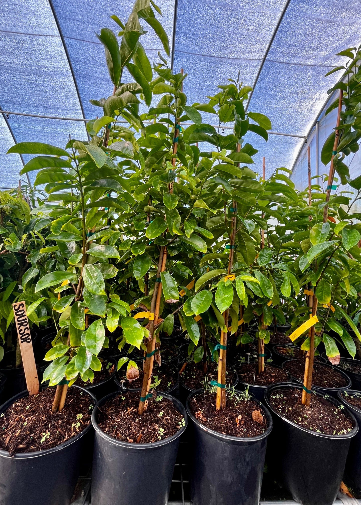 Soursop Tree(Annona muricata)