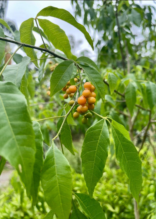 Chal Chal Allophylus edulis tropical fruit tree with orange berries on green leaves Sow Exotic on Tampa Home & Garden Store