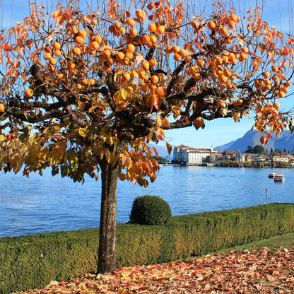 Fuyu Persimmon plant with orange fruit on a deciduous tree in autumn by the lake on Tampa Home & Garden Store