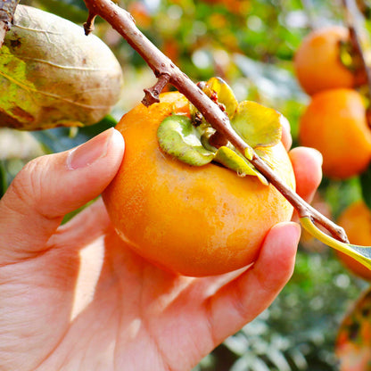 Fuyu Persimmon fruit being peeled, bright orange persimmon held in hands on Tampa Home & Garden Store