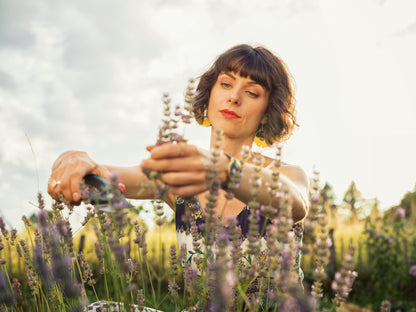 Garden Secateurs B/M hand tool Gardena shown in a lavender field with a woman inspecting blossoms on Tampa Home & Garden Store