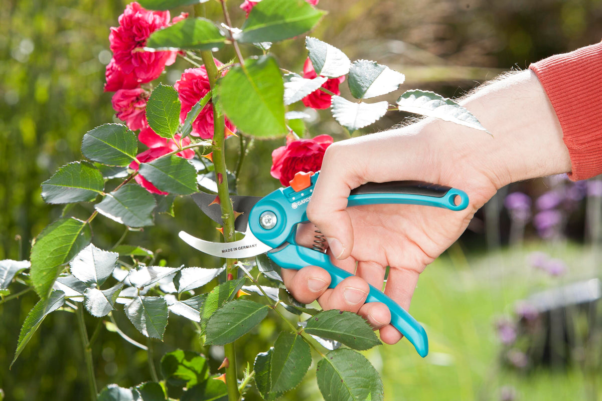 Gardena garden secateurs B/S-M teal handles with orange lock, cutting rose stems on Tampa Home & Garden Store