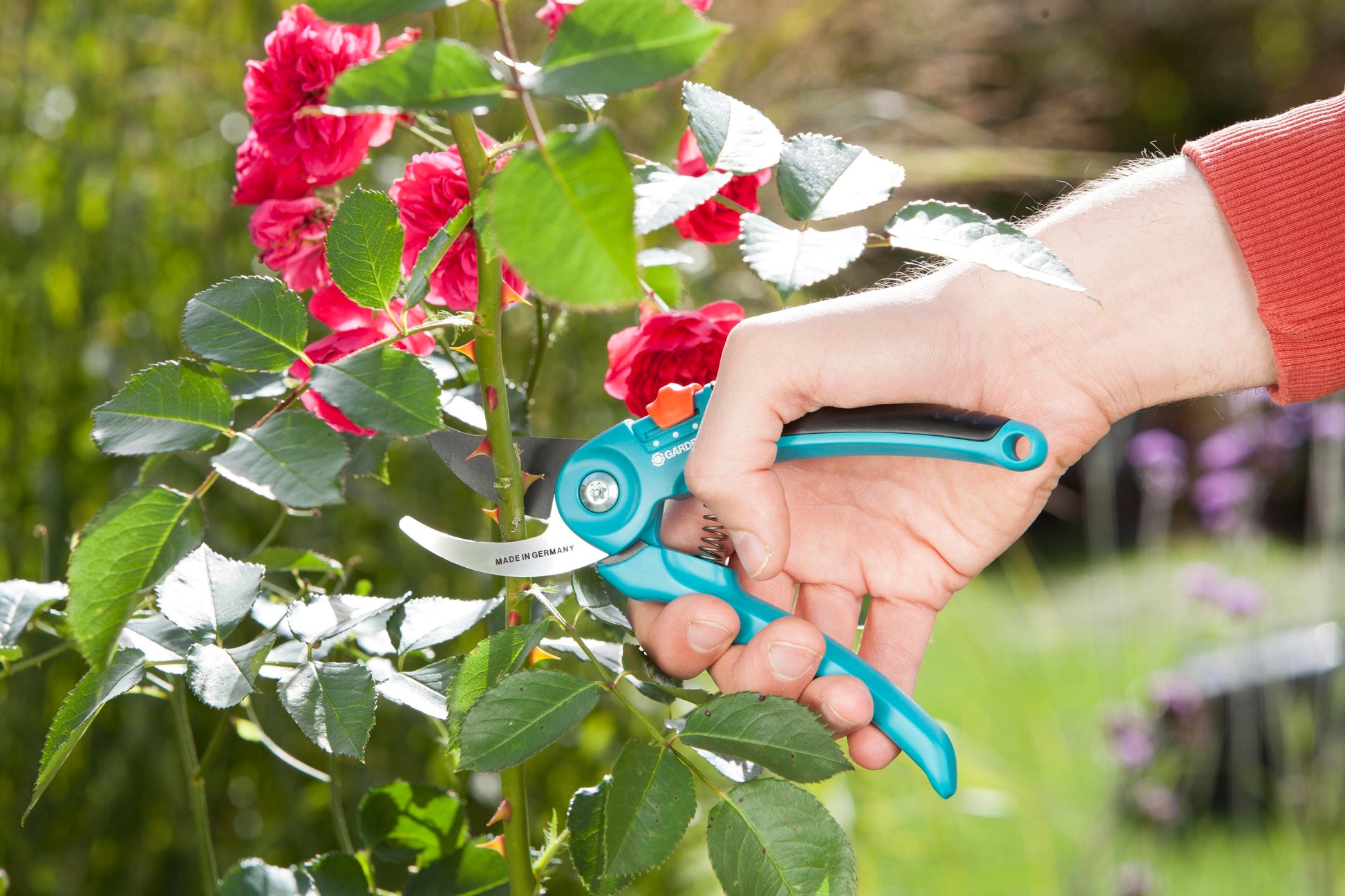 Gardena garden secateurs B/S-M teal handles with orange lock, cutting rose stems on Tampa Home & Garden Store