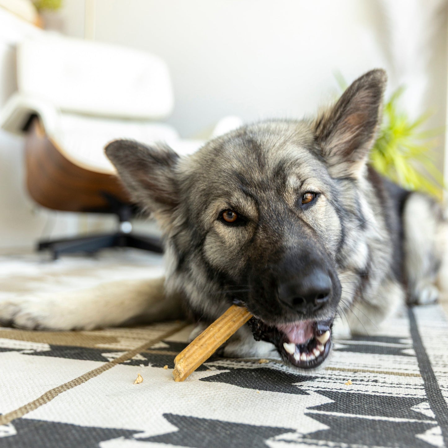 Natural Dental Sticks for Large Dogs with Mint