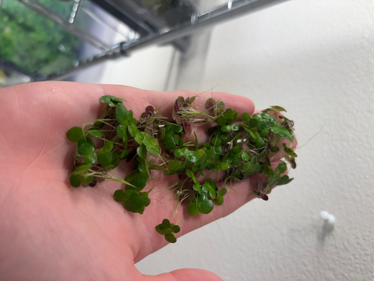 Giant Duck Weed Plant "Spirodela Polyrhiza"