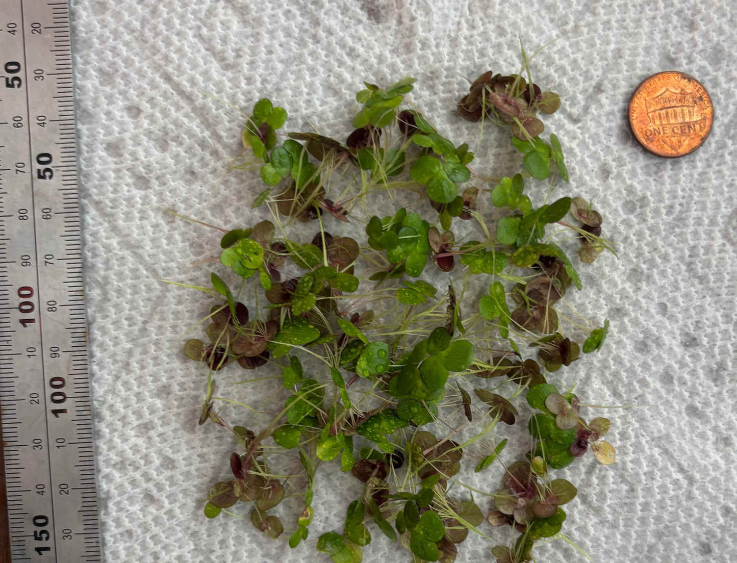 Giant Duck Weed Plant "Spirodela Polyrhiza"