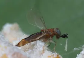 GrowersHouse Anagyrus vladimiri parasitoid wasp, orange-brown body with clear wings on Tampa Home & Garden Store