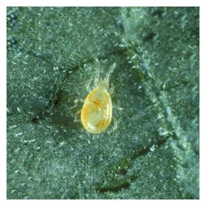 Amblyseius Californicus Mite Predator for Control