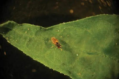 GrowersHouse Aphelinus Abdominalis for Aphids