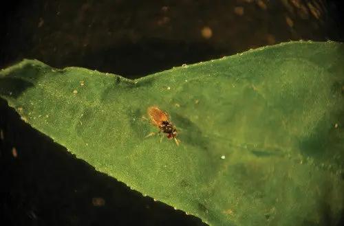 GrowersHouse Aphelinus abdominalis parasitoid on green leaf with tiny orange abdomen on Tampa Home & Garden Store
