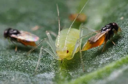 GrowersHouse Aphelinus Abdominalis for Aphids