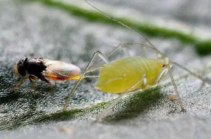 GrowersHouse Aphelinus Abdominalis for Aphids