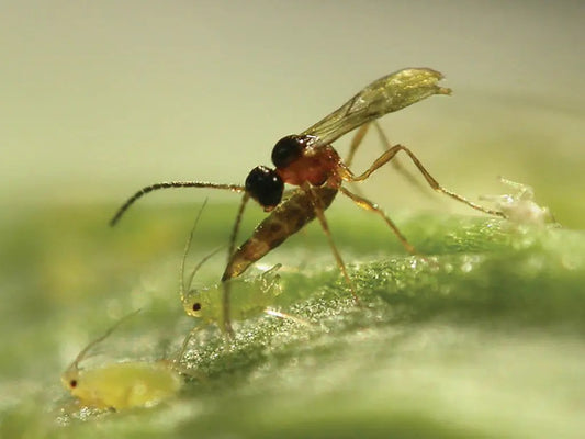 GrowersHouse Aphidius matricariae parasitoid wasp on leaf, red thorax, black head, clear wings on Tampa Home & Garden Store