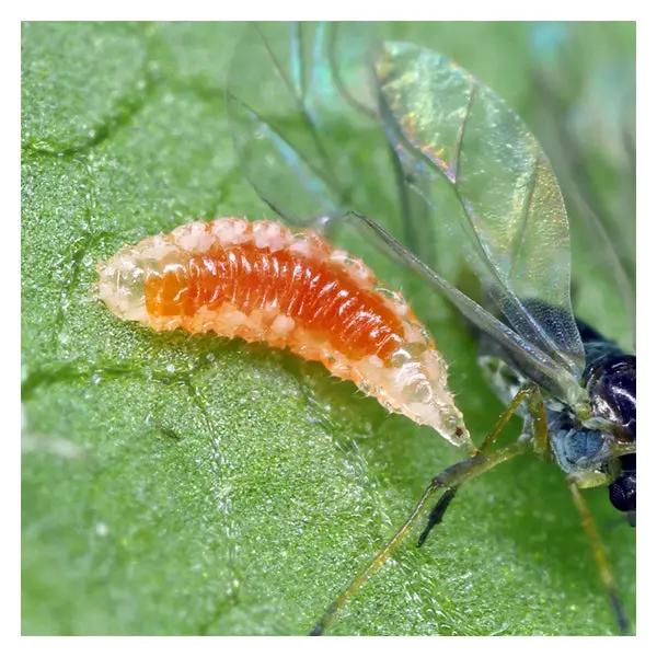 GrowersHouse Aphidoletes Aphidimyza for Aphids
