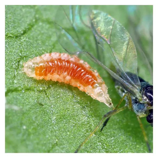 Growers House Aphidoletes aphidimyza larva, orange predatory larva on green leaf on Tampa Home & Garden Store
